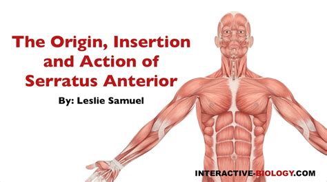 Serratus Anterior Origin And Insertion - 085 Origin, Insertion, and Action of Serratus Anterior - Interactive