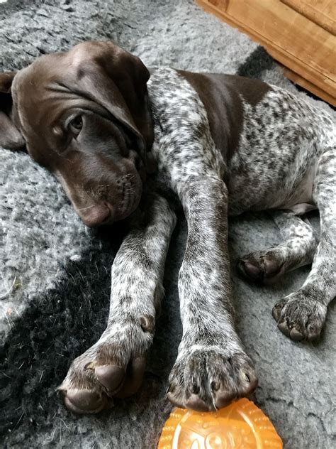 You'll also need major patience during their. Bruno, 8 weeks German Shorthaired Pointer GSP @hannasinslag #germanshorthairedpointer #gsp # ...