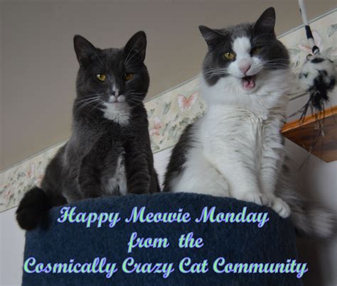 Monday Monday Memes Bits And Bobs Happy Monday Crazy Cats Cat Memes