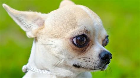 37 Perro Chihuahua Bravo Picture Bleumoonproductions