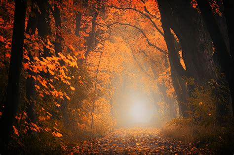 Autumn Tree Forest 5k Hd Nature 4k Wallpapers Images
