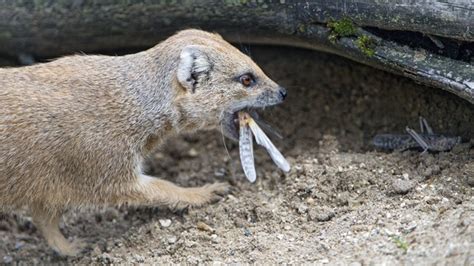 Mongoose Meals Herpestidae
