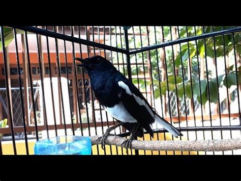 Maybe you would like to learn more about one of these? Suara Burung Kacer Gacor Durasi Panjang Ini Dengan Cepat ...