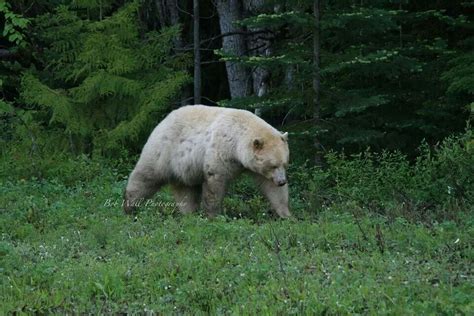 Kermode Bear Kermode Bear Polar Bear Bear