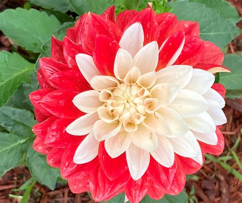 Consider Dahlias For Your Garden Extension Marketing And Communications