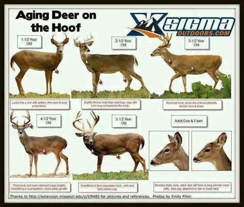 Deer Ages Whitetail Deer Hunting Deer Hunting Quail Hunting
