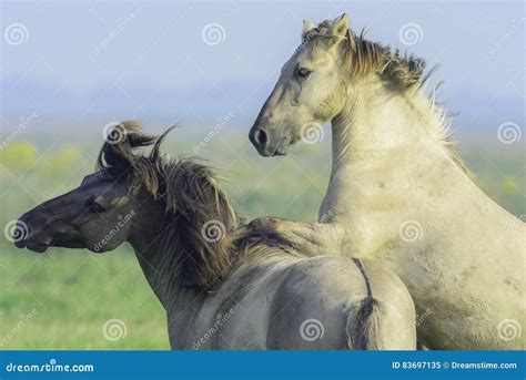 Two Wild Konik Horses Stock Image Image Of Hierarchy 83697135
