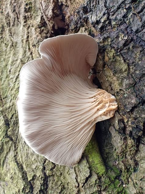 Oyster Mushroom Pleurotus Ostreatus Mushroom Tree Trunk Fungus