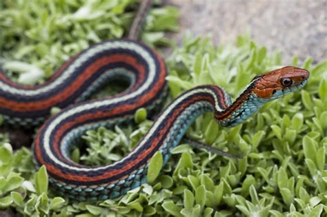 San Francisco Garter Snake California Garter Snakes · Naturalista Mexico