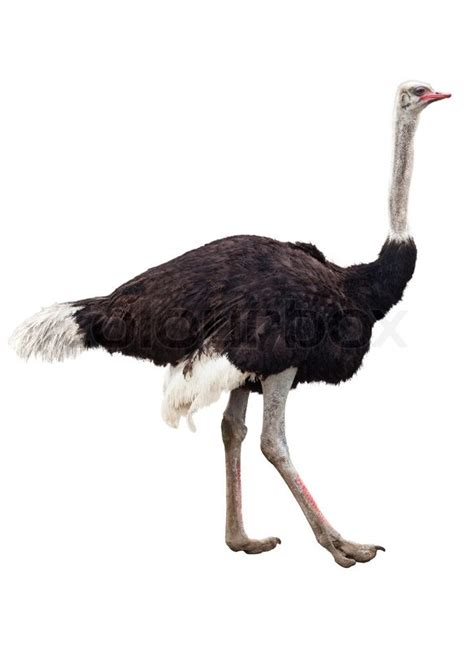 Image Of The Ostrich Isolated On White Stock Photo Colourbox