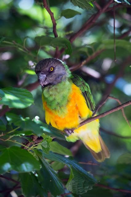 Free Photos Tropical Bird Bird Wild Exotic Parrot Ron Porter
