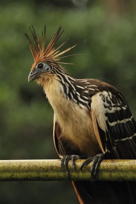 Hoatzin Photo One Bird Perching The Internet Bird Collection Aves