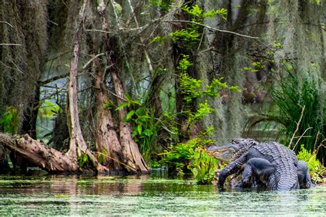 Louisiana Looks To Expand Alligator Hunting Field And Stream
