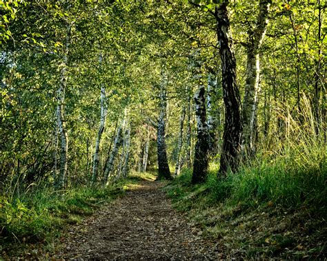 Free Picture Wood Landscape Nature Leaf Tree Rural Birch Forest