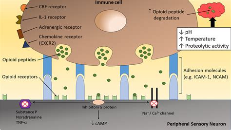 Frontiers Neuroimmune Interaction In The Regulation Of Peripheral