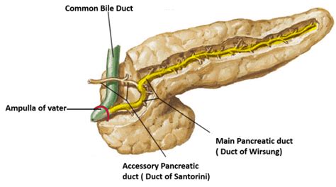 Pancreas Parts Relations Ducts Arterial Supply And Applied