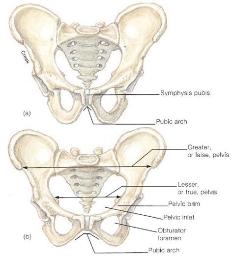2 Differences Between The A Male And B Female Pelvic Girdle