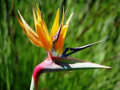 South africa comes in at second place, with more than 330 species. Angelika's World in Photos: Indigenous SA Flora