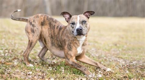 Pitahoula Catahoula Pitbull Mix Info Pictures Facts 43 Off