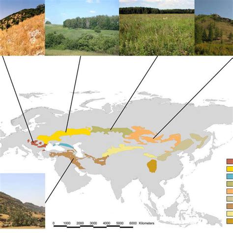 Pdf Where Forests Meet Grasslands Forest Steppes In Eurasia