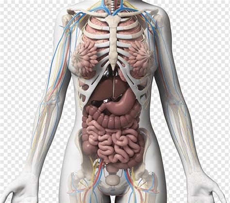 Internal Organs Of Human Body Female Female Internal Organs