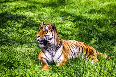 Free photo: Brown Tiger - Animal, Nature, Wood - Free Download - Jooinn