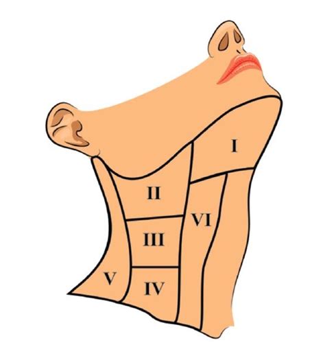 Back Of Neck Anatomy Lymph What Causes Pain Below My Jaw On The Right
