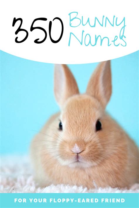 350 Bunny Names For Your Floppy Eared Friend Pethelpful