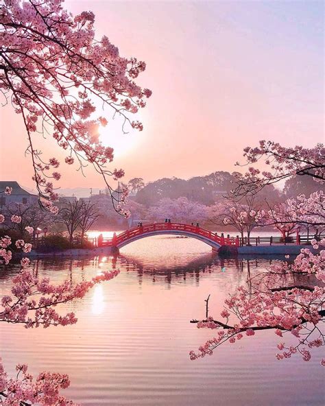Japanese Landscape Cherry Blossom Home Decor Wallpaper