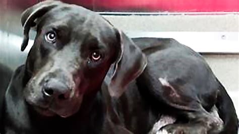 This Weimaraner Mix Is At Broward County Animal Care Looking For A New