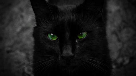 15 Black Cat Pictures Of Cartoon Cat Furry Kittens