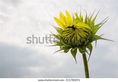 Closeup Budding Sunflower Helianthus Annuus Plant Stock Photo 151780091