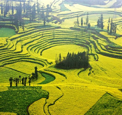 Beautiful Canola Fields Of Luoping China 11 Pics I