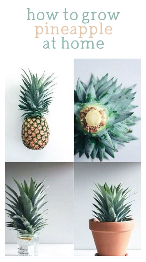 How To Grow Pineapples As Houseplants Todays Homeowner Growing