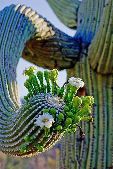 Saguaro In Bloom Cactus Desert Plants Plants