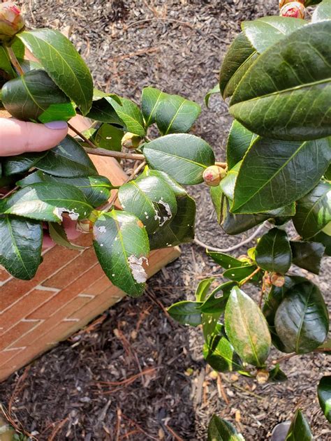 Can Anyone Tell Me Whats Wrong With My Camellia Similar Issue On