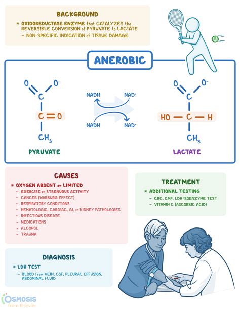 Lactate Dehydrogenase What Is It Function Osmosis