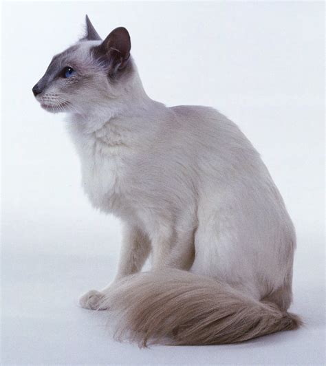 The Balinese Cat Breed Aso Known As Javanese