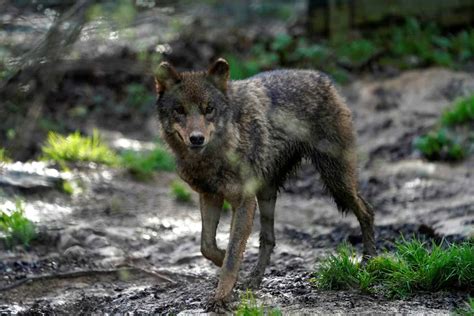 An Iberian Wolf Hunting Ban Is Causing Tension In Spain