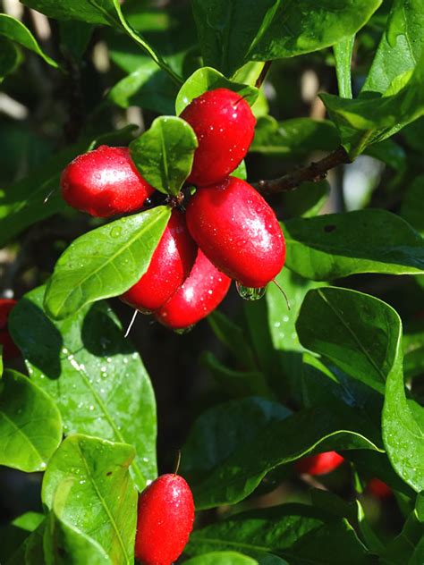 This is my 4 years old (from seed) miracle fruit plant (synsepalum dulcificum). Miracle Fruit Tree (synsepalum dulcificum) - Urban Tropicals