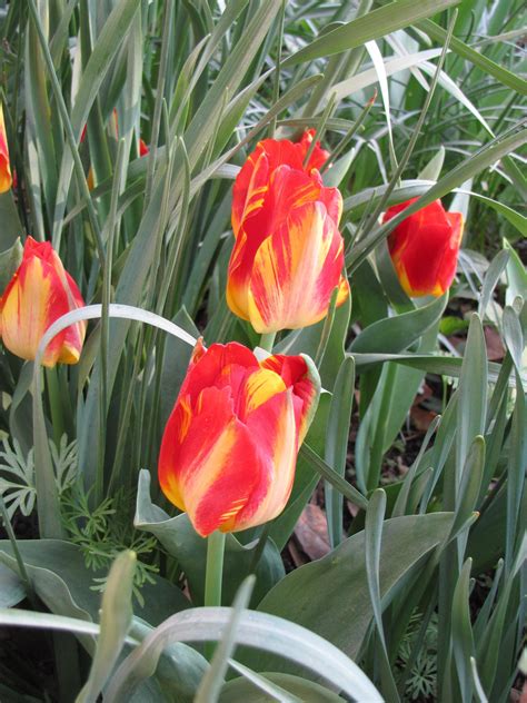 Golden Standard Tulip · George Washingtons Mount Vernon