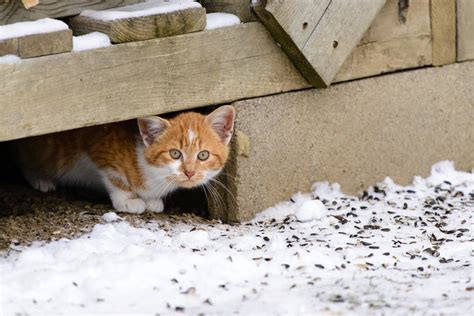 What To Do With Feral And Community Cats — Kandh Pet Products