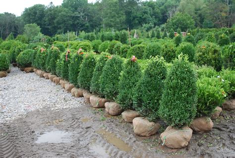 Evergreen Shrubs Planters Choice