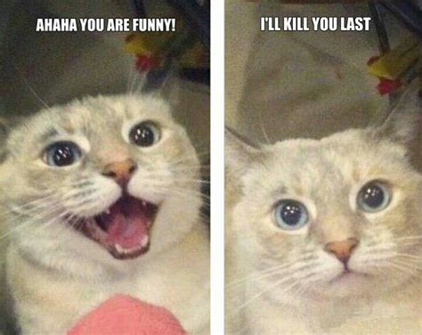 Ill Kill You Last Funny Animals Funny Animal Pictures Funny Cats