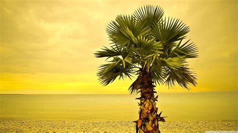 Palm Tree Hd Wallpapers Wallpaper Cave