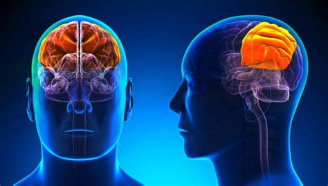 Parietal Lobe Characteristics And Functions