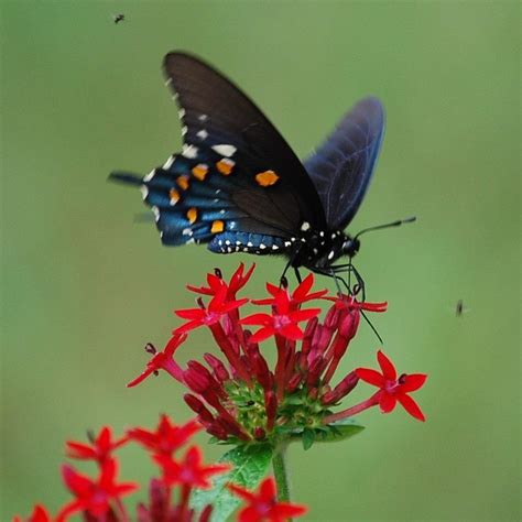 Natures Nectar Photograph By Judy Hall Folde Fine Art America