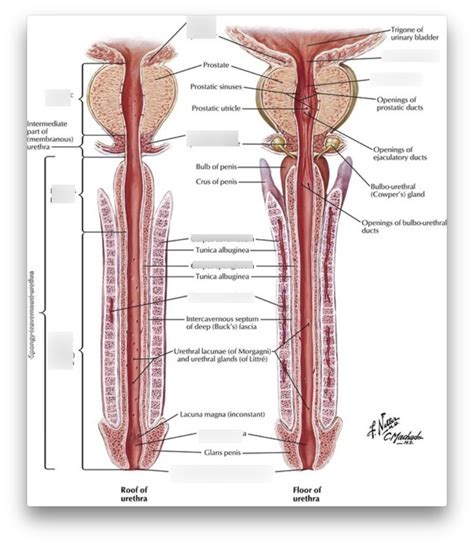 Urethra Diagram Quizlet