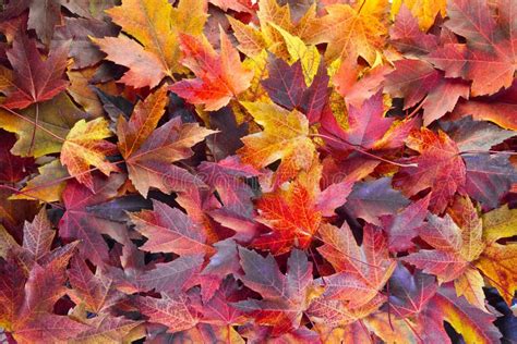 Maple Leaves Mixed Fall Colors Background 2 Stock Image Image Of