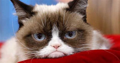 Grumpy Cat Internet Celebrity Meme Sensation And Movie